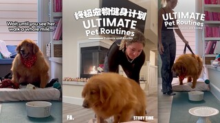 Please give your pet plenty of exercise, or they'll have to go on a diet‼️