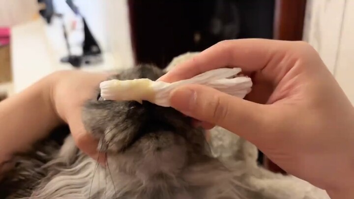 Cat Love TV: Brain Extraction