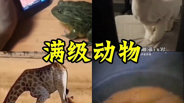 Động vật cấp tối đa