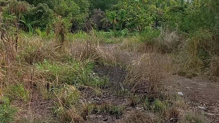 pemandangan pantai wato manuk