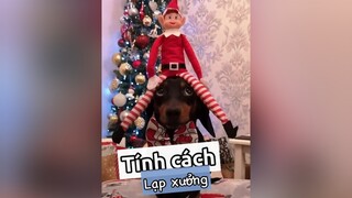 Trả lời   Tính cách chó lạp xưởng nha! thucung chó_cưng chó pet nuoidaythucung kcbweb thucungdethuong #