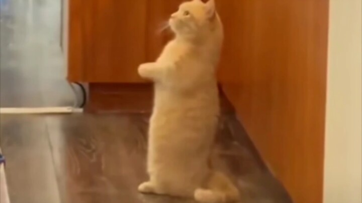 “Hehe, si kucing keberuntungan yang asli!”