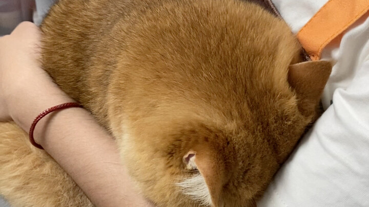 แมวๆ ฉันอึดอัดจนใจจะแตกสลายแล้ว!