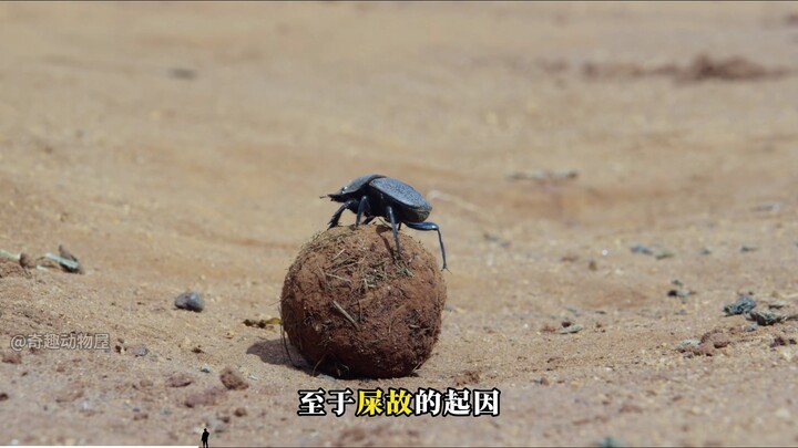 Dung Beetle: Heavenly blessings descend—spreading dung to adorn the walls.