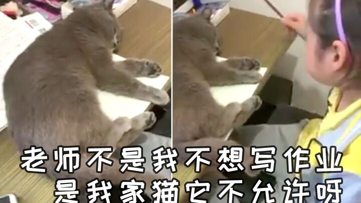 Ai cũng biết, chủ và mèo thì trước tiên phải có một người điên đã