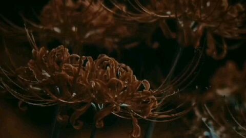 bunga yg indah bukan?