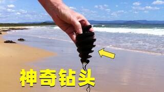 The "drill bit" I found on the beach turned out to be a shark egg? Why do shark eggs look like this?
