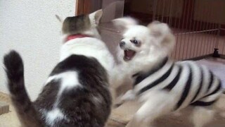 การต่อสู้ที่ดุเดือดที่สุดระหว่างแมวกับสุนัข! Nora และ Koo แห่ง Excite the battle Lol