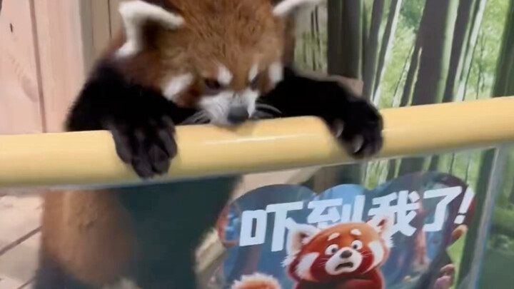 Red panda escapes from prison and goes for a stroll.