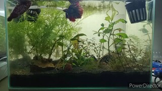 2nd betta 5 gallon tank