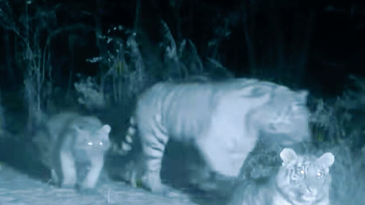 ما الذي يجب فعله إذا واجهت أمي وأبي خطرًا؟