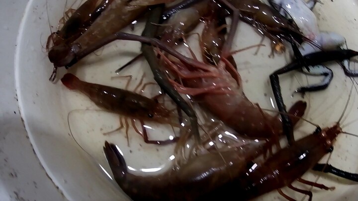 catch and cook (fresh water lobster uwang kung tawagin samin)😋😋