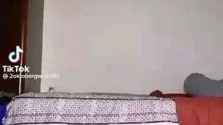 kucing nya nakal 🗿