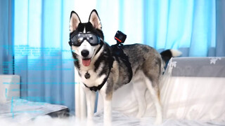 Dog|Husky Brings You to Experience 1st View