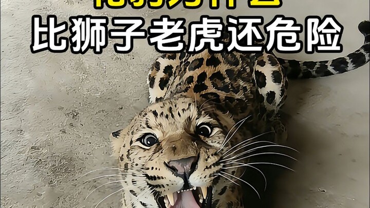 Why Are Leopards More Dangerous Than Lions and Tigers?