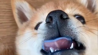The Confusing Animal Behavior Awards 147