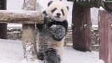 【Panda】Naughty baby panda playing with mother
