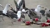 [Humor]Anak Nakal Memberi Burung Camar Makan Obat Pencahar