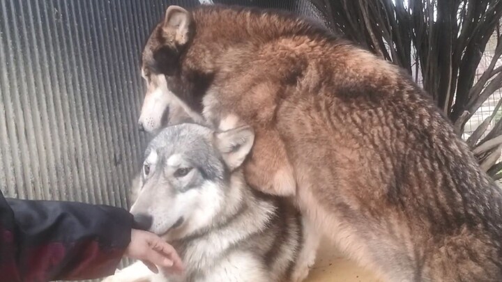 【It’s mating season again】If the other person isn’t interested, don’t push it—this is really just be