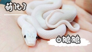如此温顺的白娘娘 爱了
