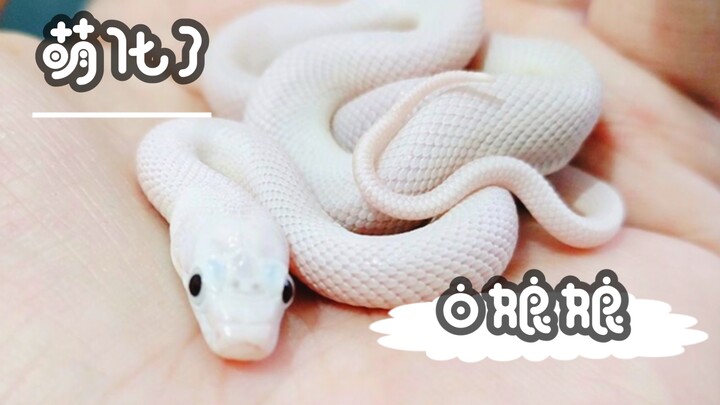 如此温顺的白娘娘 爱了