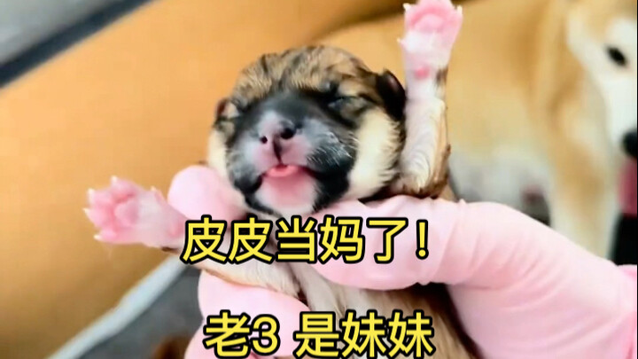 Apa yang ditakutkan, itulah yang terjadi; PiPi 🐶 mengalami kesulitan melahirkan, membuatku kerepotan