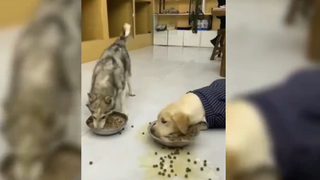 สุนัขคว้าอาหารสุนัข