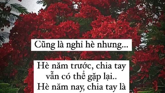 Mn có tổng kết chx