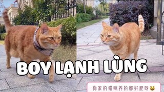 Bạn có thích một người bạn trai vừa lạnh lùng lại bá đạo như HỔ CA hông 😁| Pets TV