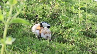 Have a Hedgehog Carry a Camera And What Scenery Will It Bring Us?