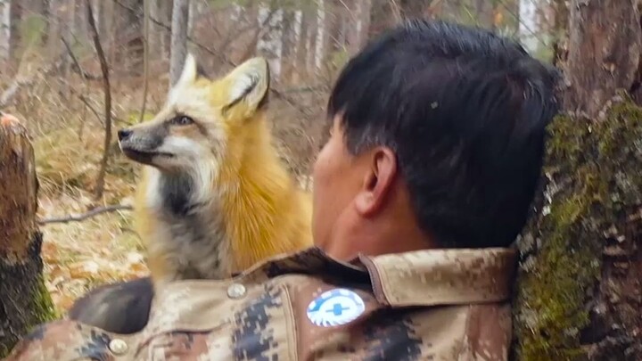 国家二级保护动物——赤狐，俗称“火狐狸”拍摄过程中以为我受伤主动靠近，不怕生人。
