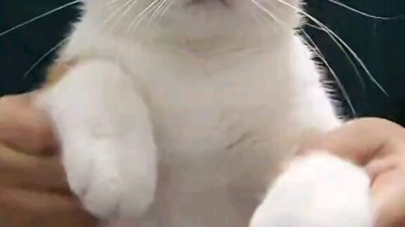 kucing gemoy lucu