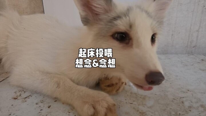 Giúp chú cáo con dọn phòng......