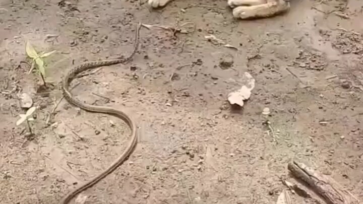 Mengapa kucing tidak takut pada ular?