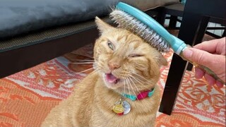 Funny Cats 😹 - Don't Try To Stop Laughing 🤣 - Funniest Cats Ever