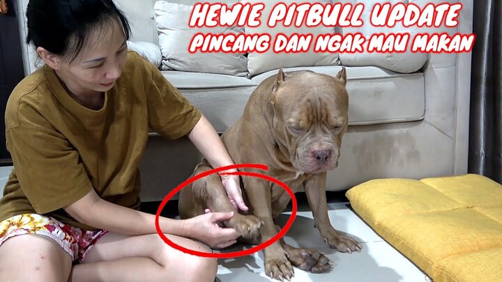 UPDATE KESEHATAN HEWIE PITBULL ||  PINCANG DAN NGAK MAU MAKAN SEKARANG #hewiepitbull
