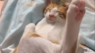 Whose cat sleeps like this?