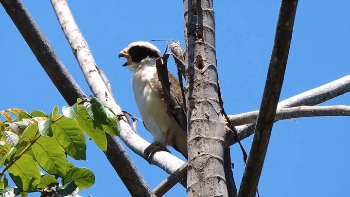 Help, I am dying of laughter at these stupid birds.
