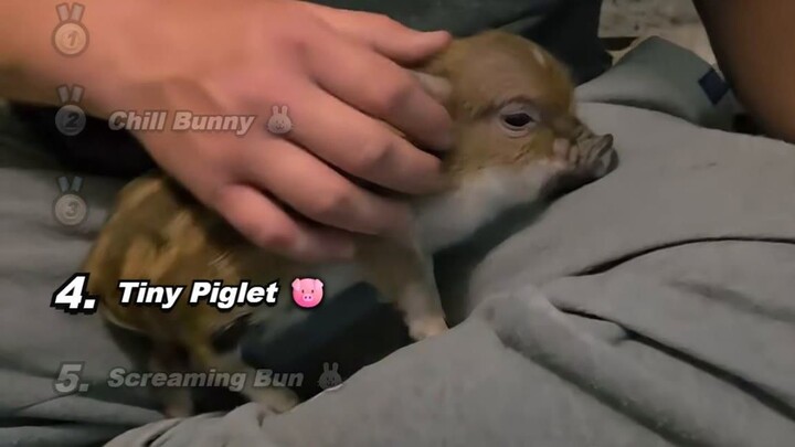 Tiny Bunny vs. Woman's Face: Cutest Small Pets That Steal the Show