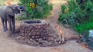 Lion: It’s convenient to drink water if you have a long nose