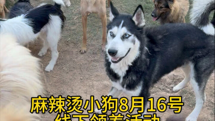 Preview of the offline adoption event for the puppy who snuck up to share my spicy hot pot!