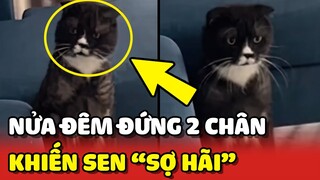 Hoàng Thượng ĐỨNG DẬY 2 CHÂN vào lúc NỬA ĐÊM khiến cô chủ sợ hãi 😂 | Yêu Lu