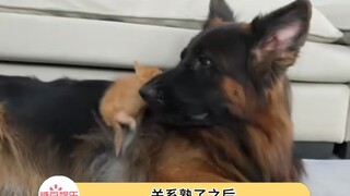 德牧征服小猫咪