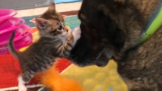 Big German Shepherd Dog Becomes Obsessed With A Tiny Kitten - What a beautiful bond!