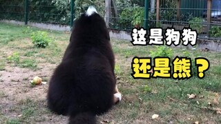 那些欢乐的动物视频！