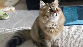 Siberian Forest Cat, a good baby, first day at home~