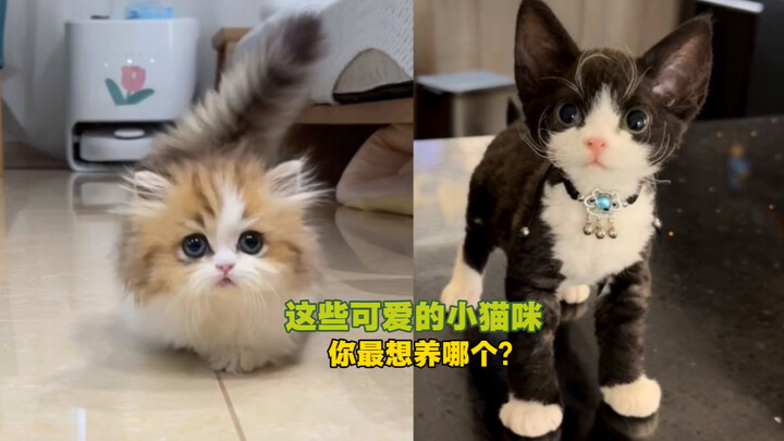 “These Cute Kitties” — Which One Do You Want to Adopt?