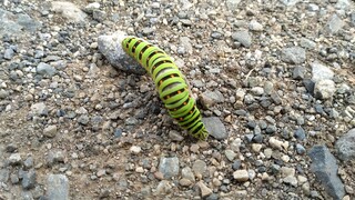 caterpillar