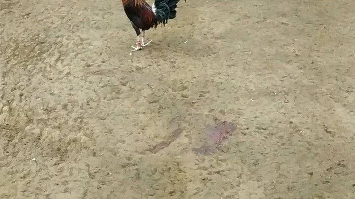 my Sweater 8Months vs bullstag