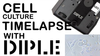 Cell culture timelapse with DIPLE
